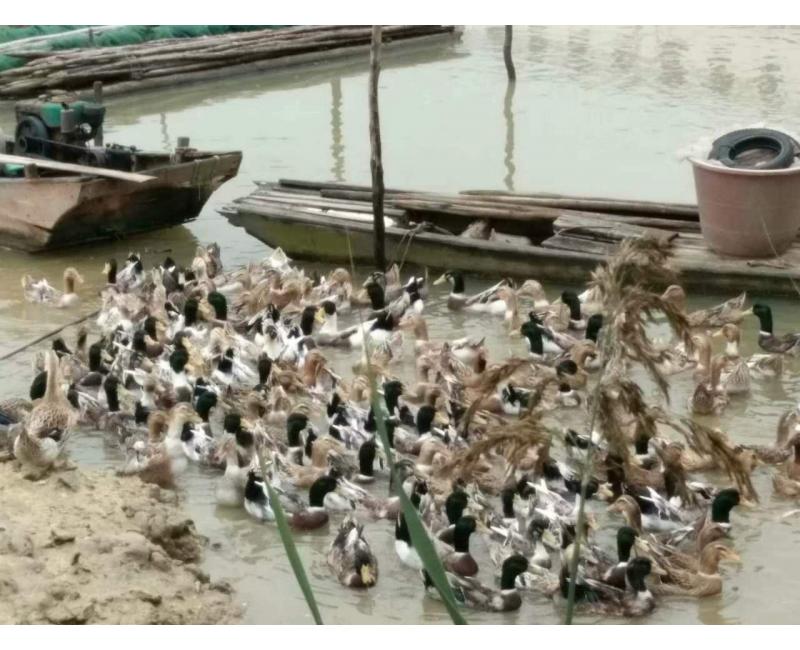 純放養(yǎng)青頭鴨、三那土雞、鳳尾菇 原生態(tài)產(chǎn)品